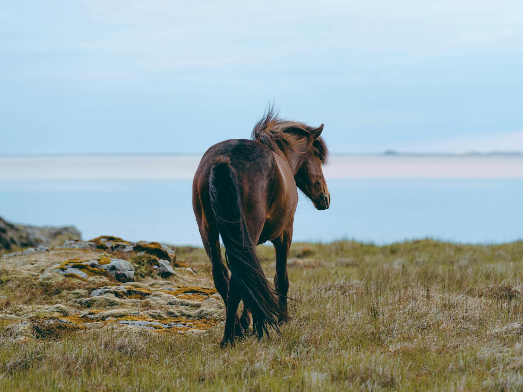 horse standing on a cliff facing the sea