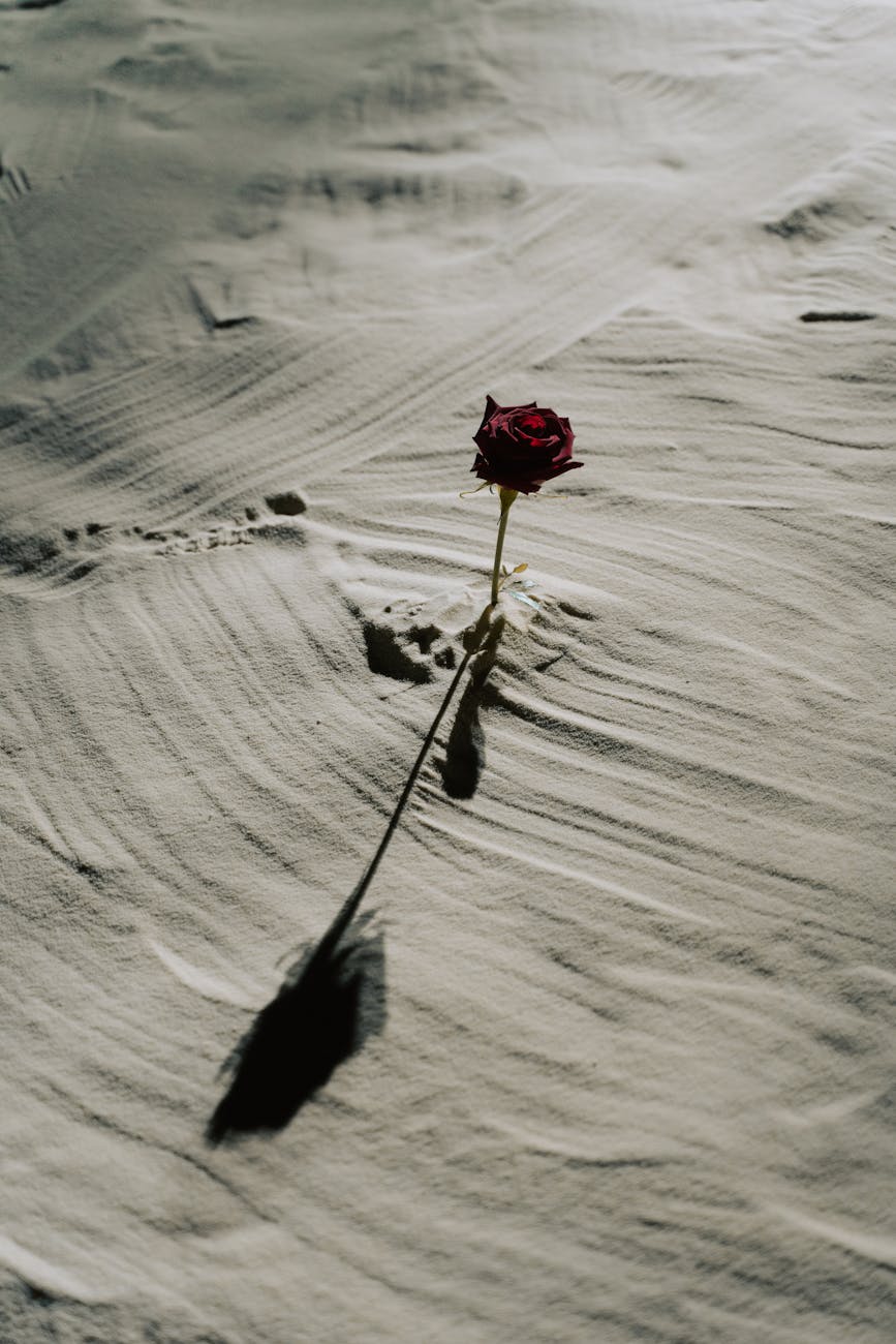 a red rose on the sand