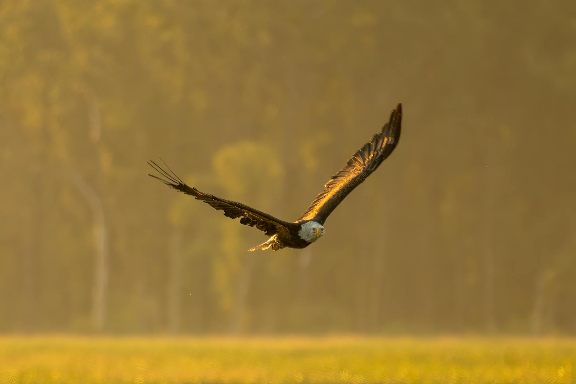 eagle flying low on grass field